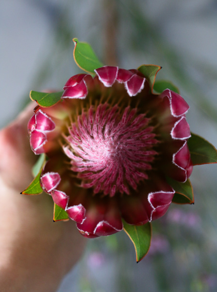 Protea!